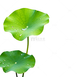 荷叶露珠清新自然图片