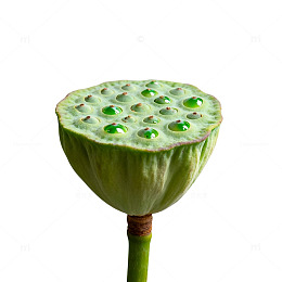 清新绿色莲子特写片