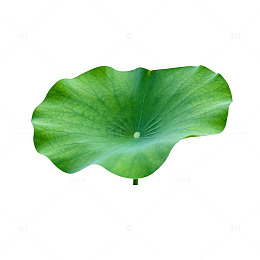 绿色荷叶自然植物素材图