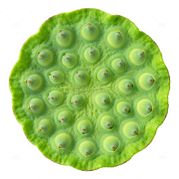 绿色植物切片特写图案