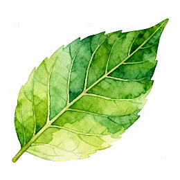 水彩绿叶植物图案设计元素