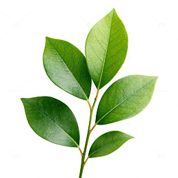 绿叶植物特写素材
