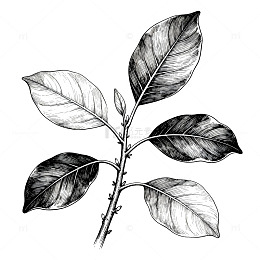 黑白素描植物枝叶插画
