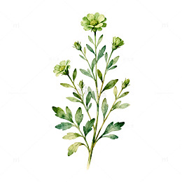 水彩植物插画