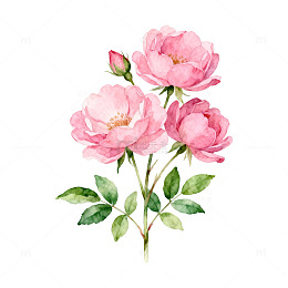 水彩粉色玫瑰插画设计素材