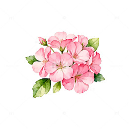 水彩花卉装饰画素材
