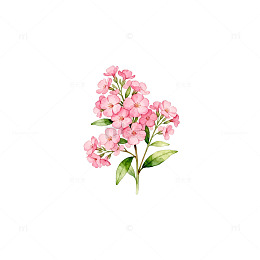 水彩花卉插画设计元素
