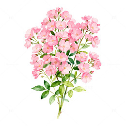水彩花卉樱花插画素材