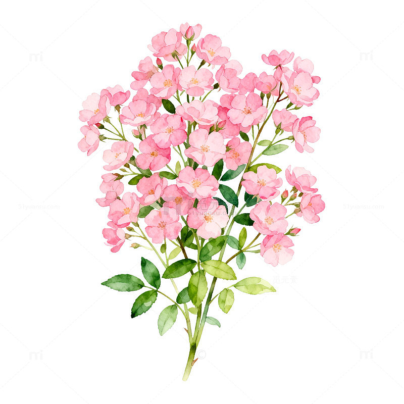 水彩花卉樱花插画素材