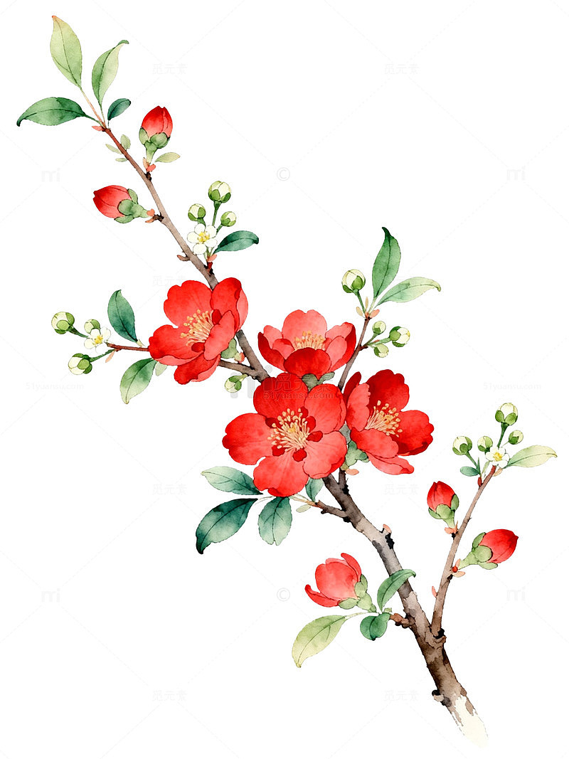 水彩海棠花插画设计素材