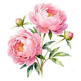 水彩粉色牡丹花插画