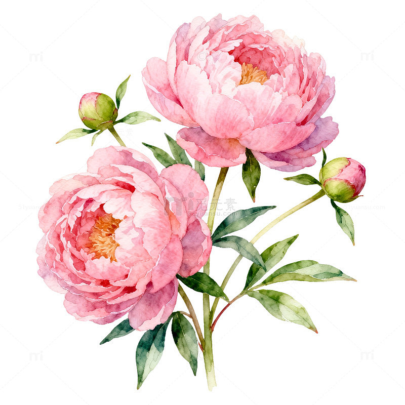 水彩粉色牡丹花插画