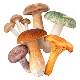 多彩野生蘑菇片
