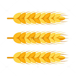 金黄小麦穗矢量插画素材