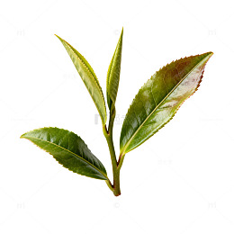 清新茶叶矢量插画素材