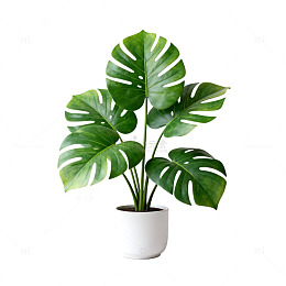 绿色植物盆栽矢量图