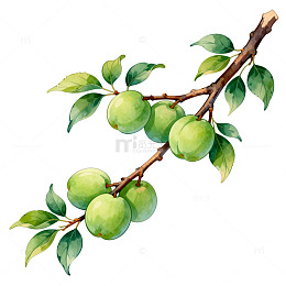 水彩青梅树枝插画设计素材