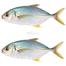 新鲜海鱼鱼类美食片