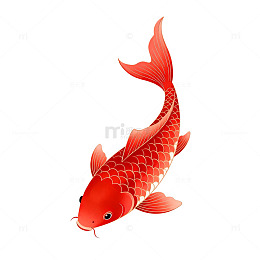 锦鲤插画风格图案元素