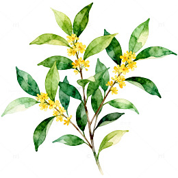 水彩风格桂花插画