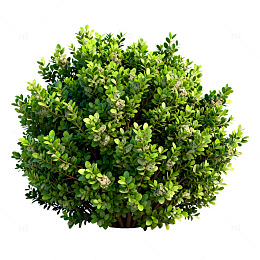 立体绿植树模型素材