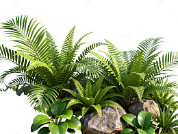 绿意盎然岩石植物景观