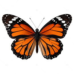鲜艳蝴蝶特写片