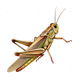 昆虫插画蝗虫
