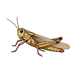 昆虫插画蝗虫设计素材