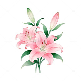 水彩百合花插画设计素材