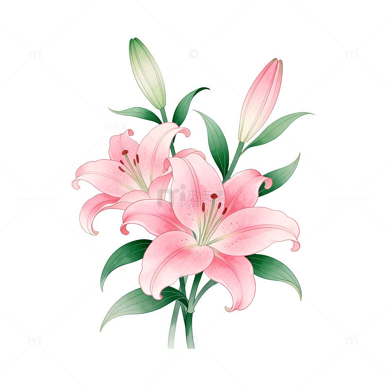 水彩百合花插画设计素材
