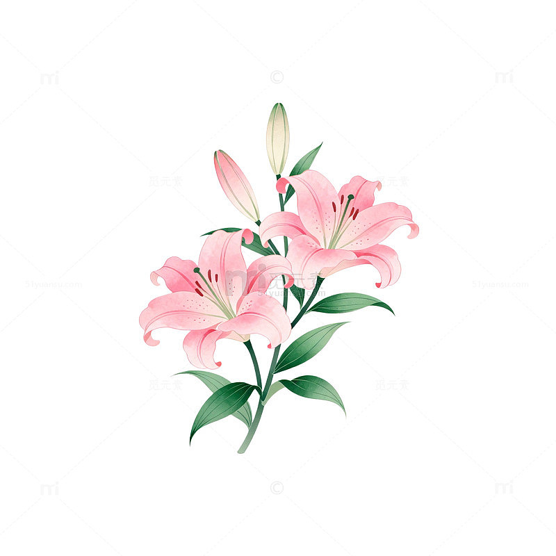 粉色百合花手绘插画