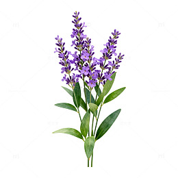 紫色薰衣草鲜花插画