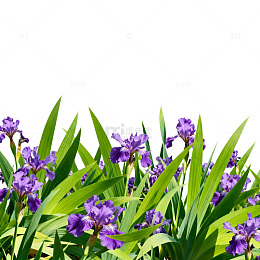 清新紫色花卉植物插画素材