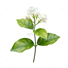 手绘风格茉莉花插画