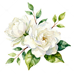 水彩白玫瑰花卉装饰画