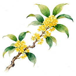 水彩桂花插画设计元素