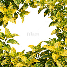 植物边框绿色叶子装饰图案