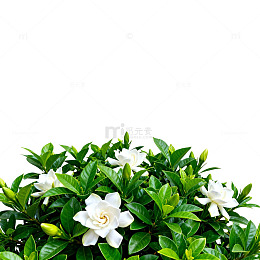 清新绿意栀子花盆栽壁纸