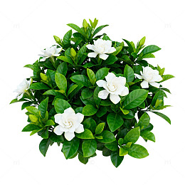 绿叶白花盆栽片