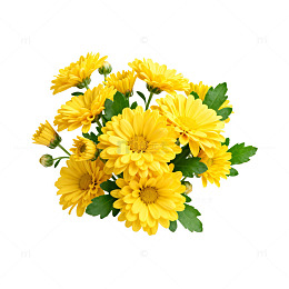 鲜花菊花盛开