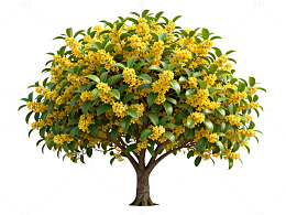 三维仿真桂花树模型
