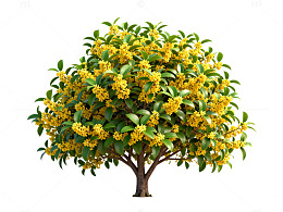 盛开桂花树三维渲染图