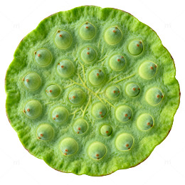 绿色植物切片特写