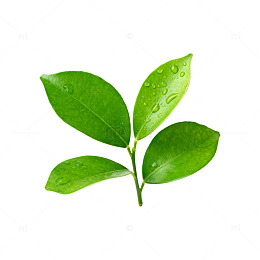 绿叶水珠清新植物特写