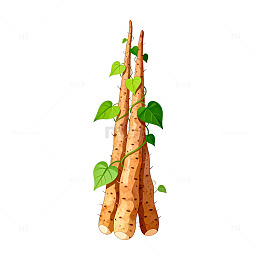 手绘山药插图食材插画