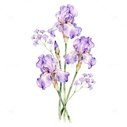 紫色鸢尾花水彩画