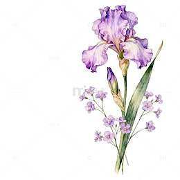 紫色鸢尾花水彩画
