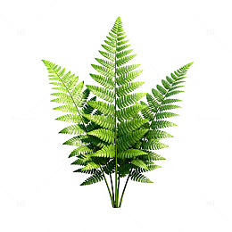写实绿蕨植物三维模型