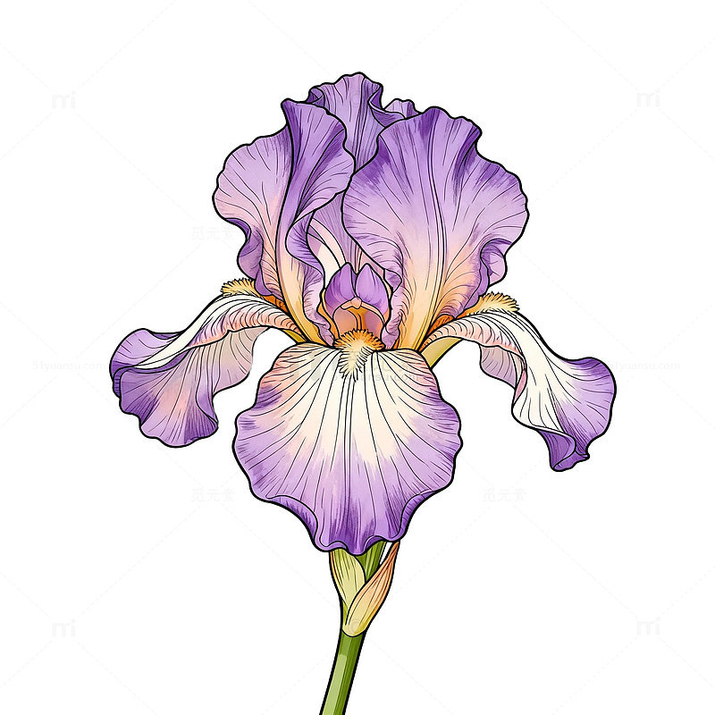 紫色鸢尾花插画设计素材